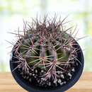 Echinocactus ingens by The Cactus Outlet