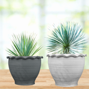 Yucca Rostrata