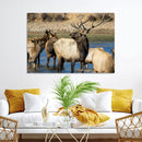 Wild Elk Wall Art Canvas Print – Framed Neutral Wildlife
