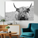 Newfoundland Cow Art Wall Art, Black White Cow Art Wall Art