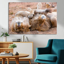 Lion Pair Wall Art Canvas Print – Framed Wildlife Scene with