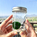 Live Moss Ball Mini Aquarium Mason Jar