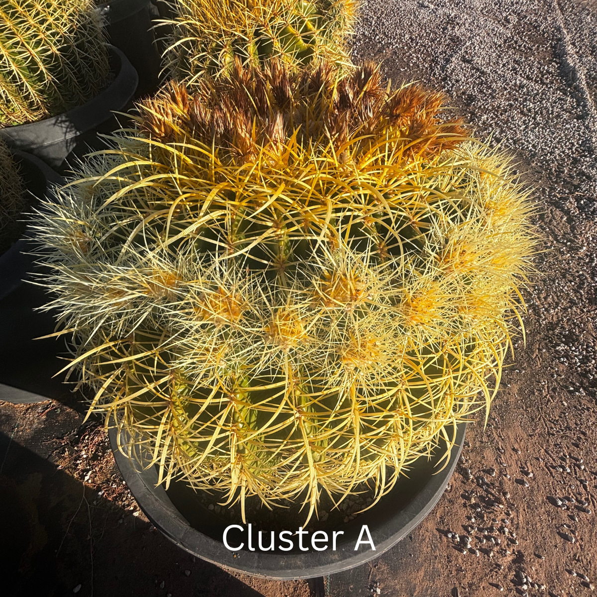 Golden Barrel Cactus, photo 12 of 12