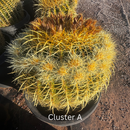 Golden Barrel Cactus by The Cactus Outlet