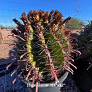 Ferocactus herrerae by The Cactus Outlet