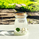 Live Moss Balls Mini Aquarium Jar