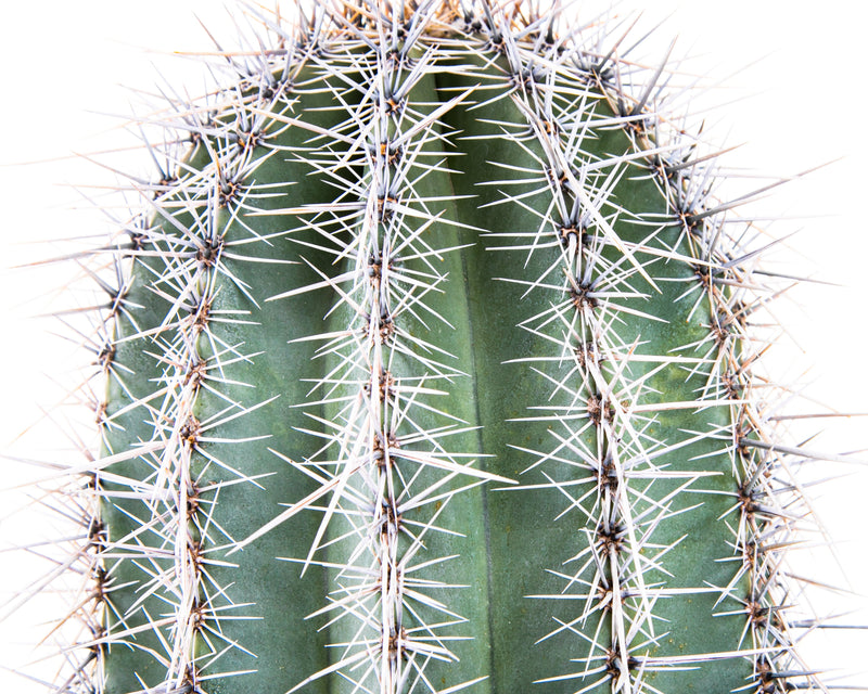 Saguaro Cactus