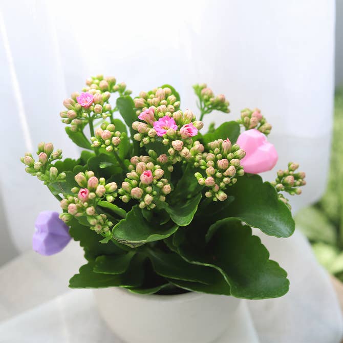 Kalanchoe blossfeldiana 'Calandiva Pink'