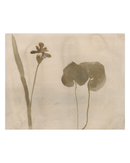 Botanical Thoughts II