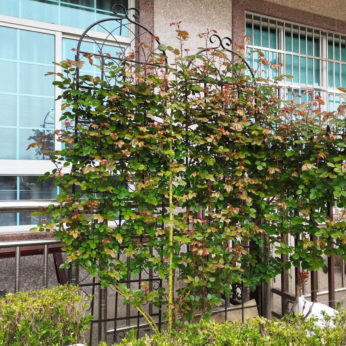 Metal Garden Rustproof Trellis For Climbing Plants Outdoor Flower Support, photo 14 of 40