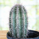 Saguaro Cactus