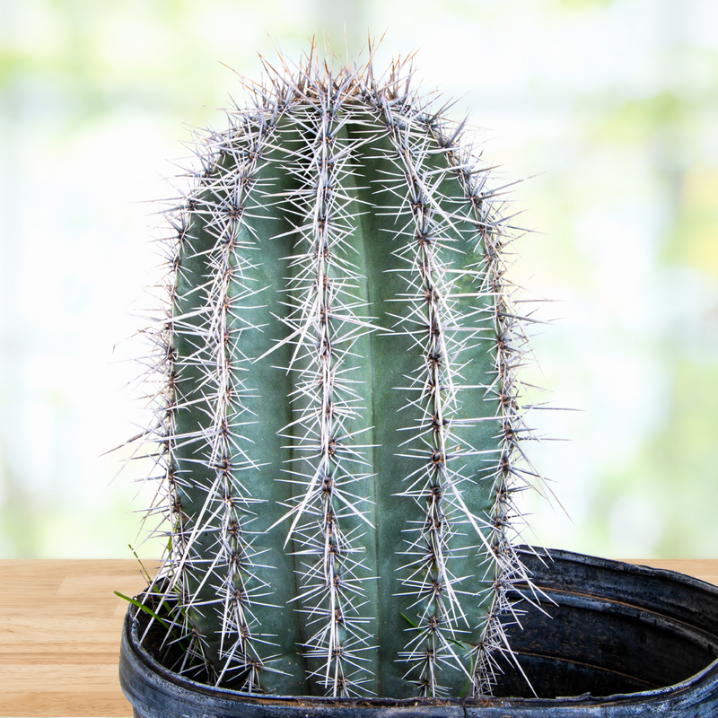 Saguaro Cactus