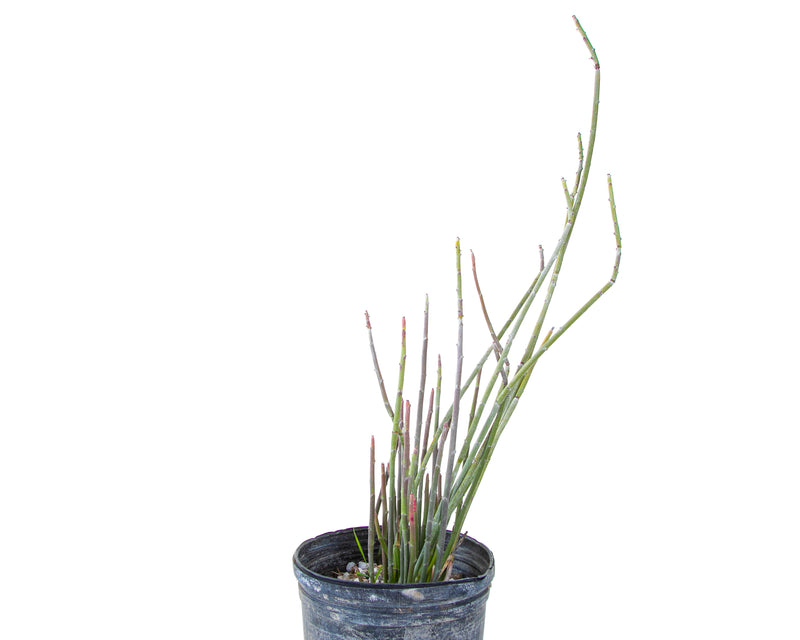 Candelilla