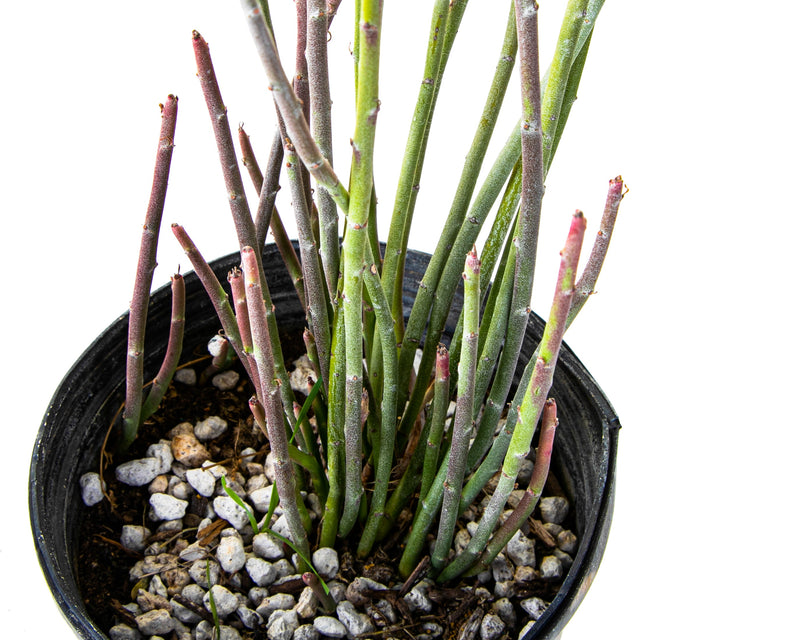 Candelilla