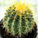 Golden Barrel Cactus by The Cactus Outlet
