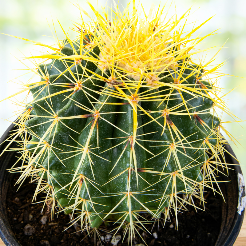 Golden Barrel Cactus