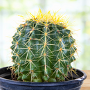 Golden Barrel Cactus