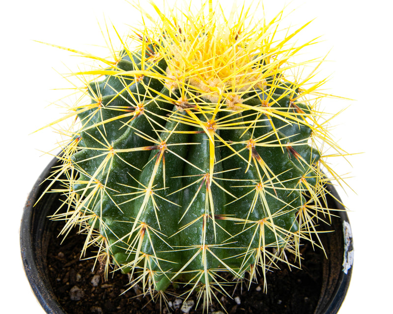 Golden Barrel Cactus