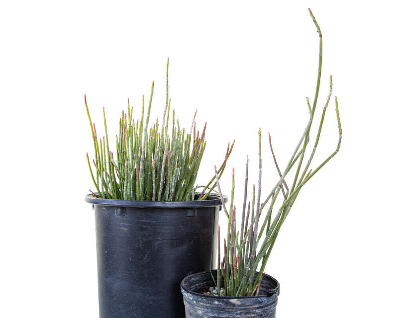 Candelilla