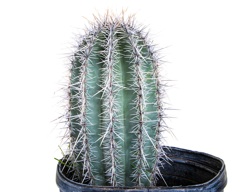 Saguaro Cactus