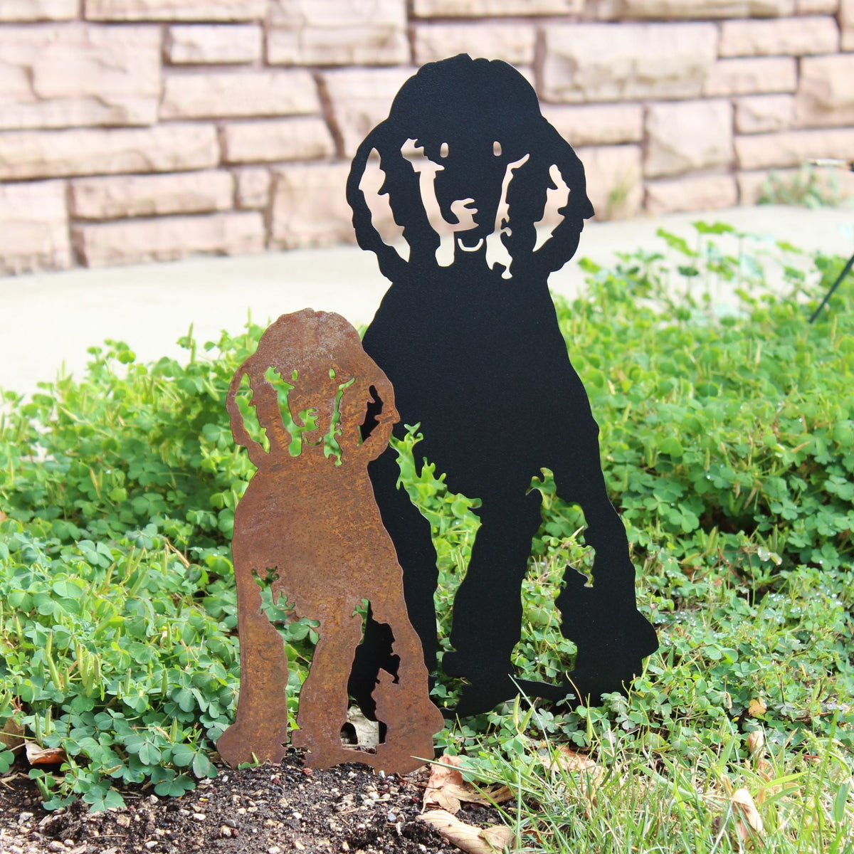 Poodle, photo 5 of 22