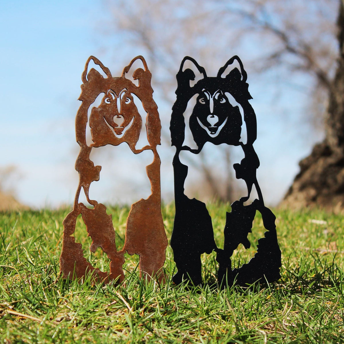 Rough Collie, photo 5 of 16