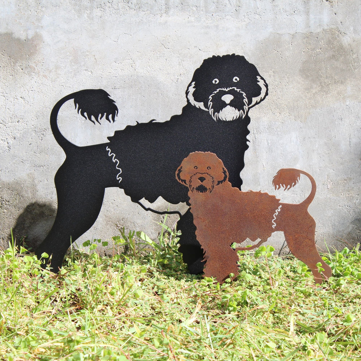 Portuguese Water Dog, photo 5 of 16