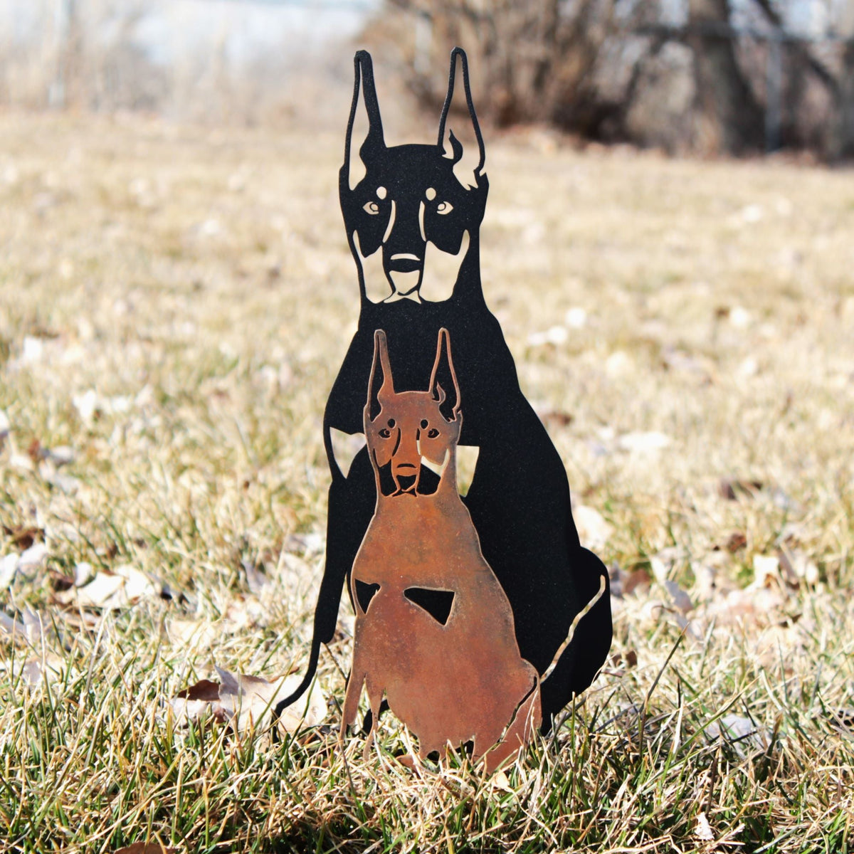 Miniature Pinscher, photo 12 of 16