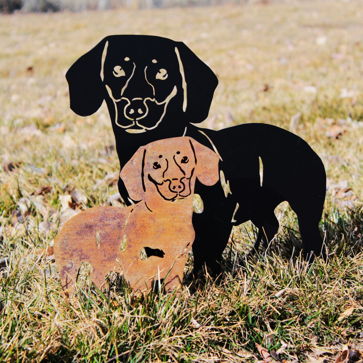 Dachshund - Shorthaired, photo 12 of 17