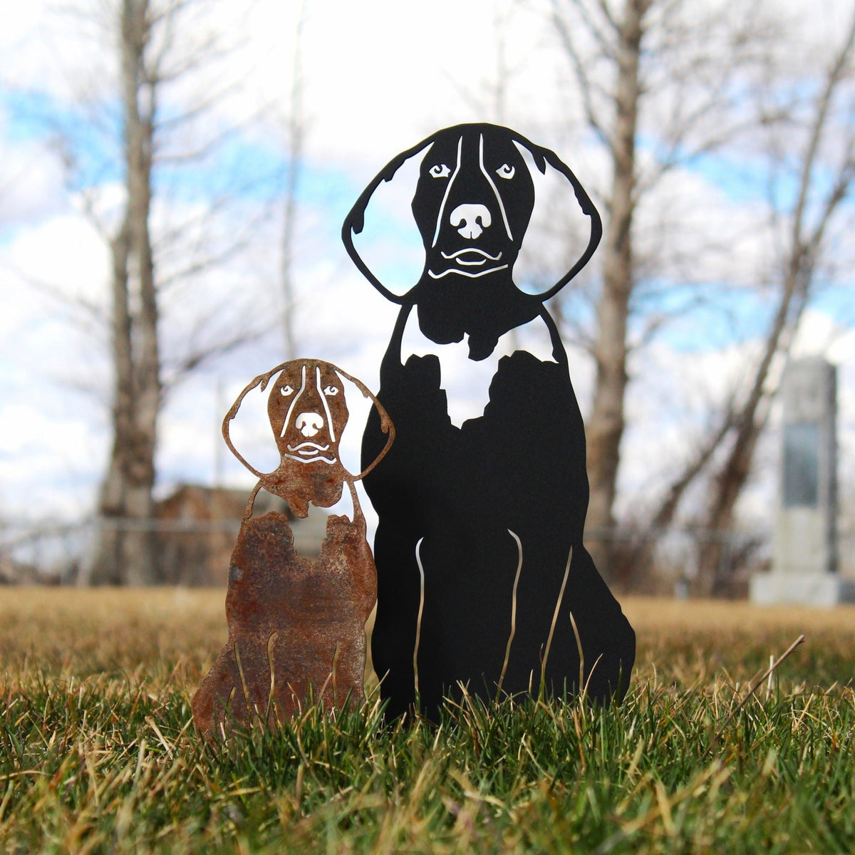 American English Coonhound, photo 5 of 17