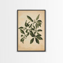 Mistletoe Canvas Print - Framed Canvas - Minimalist Christmas Art - Boho Christmas Art - Rustic Christmas Art