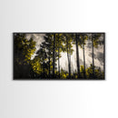 Sunlit Forest, Autumn Trees, Fall Home Decor, Framed Canvas Print, Nature Lover Gift, Cozy Wall Art, Woodland Art