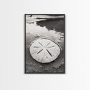 Sand Dollar, Coastal Shore, Ocean Shell Print, Canvas Print, Beachcomber Wall Art, Seaside Bathroom Decor, Nautical Nature Photography