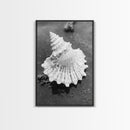 Spiral Shell, Beach Texture, Nature Closeup, Sea Whisper Framed Canvas Print, minimalist beach wall art, boho coastal kitchen decor