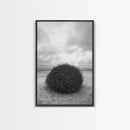 Windswept Beach Nest, Natural Sculpture, Driftwood Ball, Solitude Scene, Canvas Print, Minimalist Wall Art, Neutral Bedroom Decor