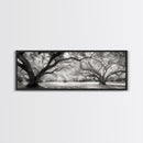 Sprawling Trees, Oak Forest, Sunlit Canopy, Majestic Branches, Canvas Print, Nature Wall Art, Boho Decor, Living Room Statement Piece