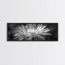 Soft Bloom, Desert Cactus Flower, Close-Up Botanical, Modern Black White Art, Framed Canvas Print, Bathroom Wall Art, Nature Photography
