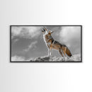 Howling Coyote Peak, Desert Wildlife Portrait, Majestic Animal Scene, Framed Canvas Print, Cabin Decor, Nature Wall Art, Minimalist Vibe