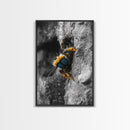 Fuzzy Bee Closeup, Insect Macro, Nature Texture, Framed Canvas Print, Wildlife Wall Art, Entomology Decor, Nature Photography