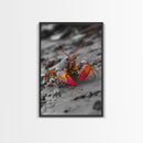 Colorful Lobster, Beach Wildlife, Close-Up Macro Art, Framed Canvas Print, Kitchen Wall Art, Coastal Marine Decor, Vibrant Style