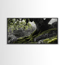 Mossy Oak Tree, oak tree art, nature wall art, rustic art, botanical prints, green wall art, extra wide art, Framed Canvas Print