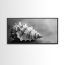 Sea Shell, Wabi Sabi Art, Coastal Decor, Minimalist Art, Nautical Wall Art, Moody Art, Extra Wide Art, Framed Canvas Print