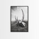 Large horns, rustic skull, bull and bear art, moody wall art, desert decor, cowboy aesthetic, framed canvas print, minimalist art