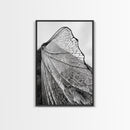 Dragonfly Wing, nature photography, moody art, wabi sabi art, minimalist art, botanical prints, framed canvas print, rustic wall art