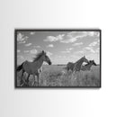 Fine Art Framed Canvas Print, Metal Art, Black & White Photo of Wild Mustangs, Horse Art, American Horses Landscape / Nature / Wildlife Art