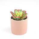 Aeonium Kiwi Haworthii