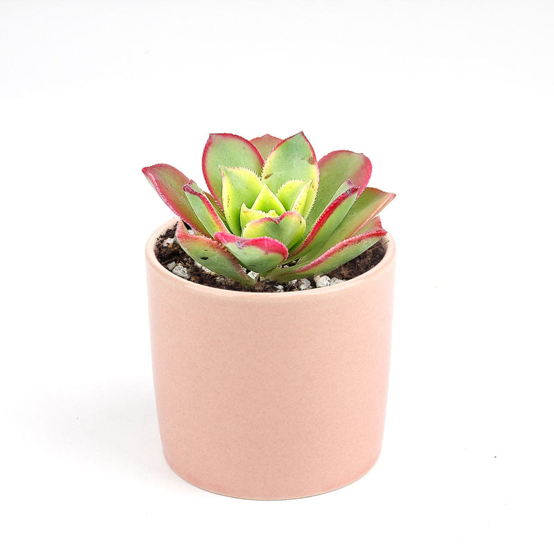 Aeonium Kiwi Haworthii