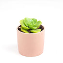 Aeonium Lily Pad Rosettes