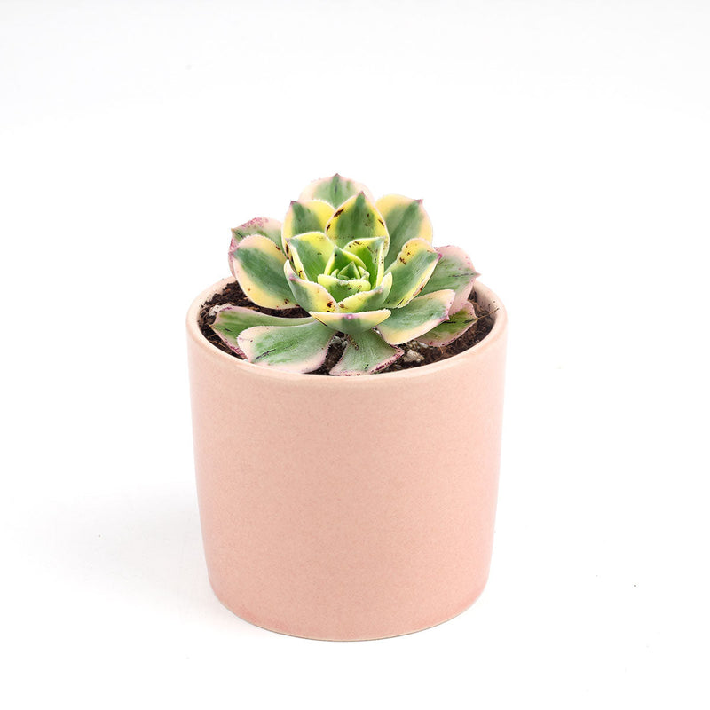 Aeonium Sunburst Copper Pinwheel