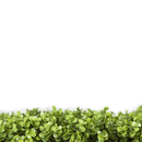 Natural Boxwood Artificial Vertical Garden Green Wall Panel 40×40in 11 SQ FT – UV Resistant – Commercial Grade
